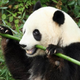 Illustration for article titled Pandas are vegetarians because they lost the meat-eating gene